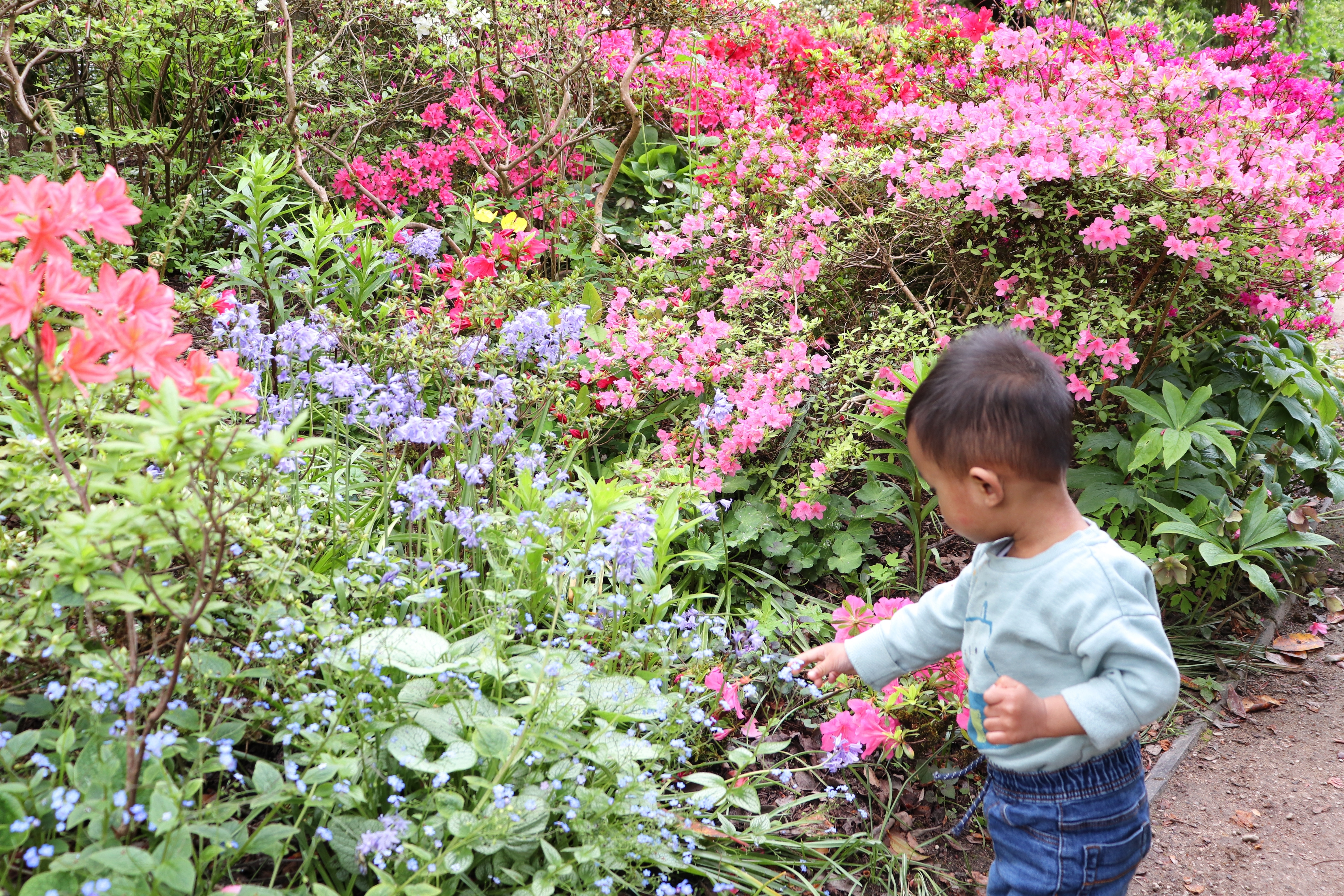 toddler stands near colorful flower garden